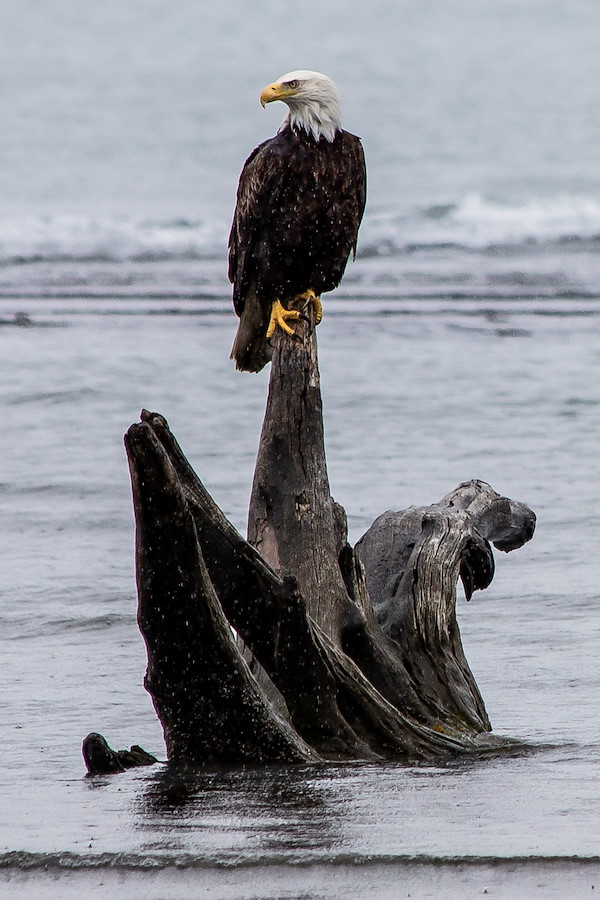 Bald Eagle in Alaska