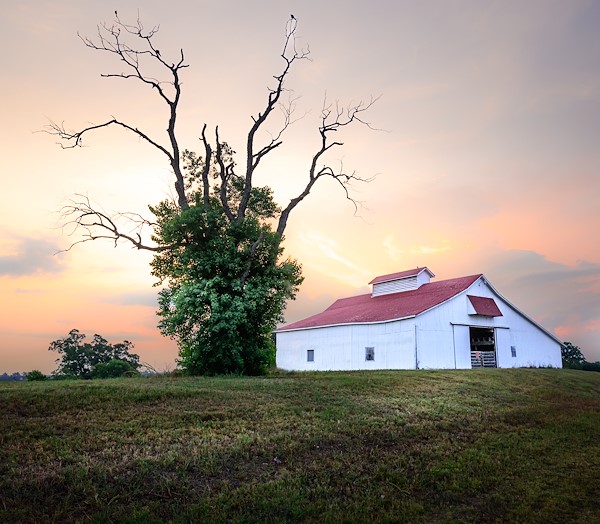 Circle Oak Tree in Richmond, Texas by Lens & Light Photographie