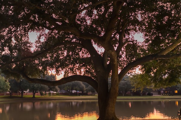 Pecan Park West in Sugar Land, Texas by Lens & Light Photographie